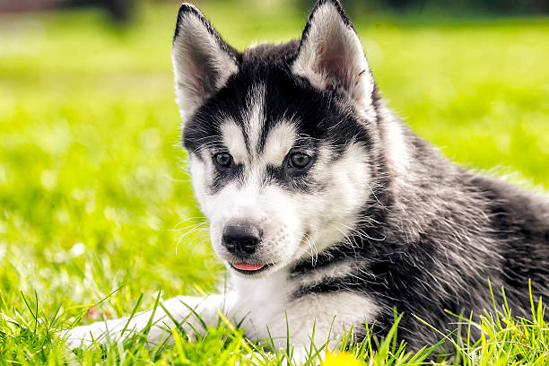 istock husky puppy is asleep on the grass 517505729