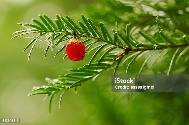 Closeup Photo Of Fir Tree With Red Berry Stock Photo - Download Image Now - Autumn, Awe, Backgrounds