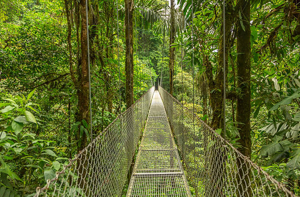 コスタリカの橋 - tropical rainforest travel beauty in nature environment ストックフォトと画像