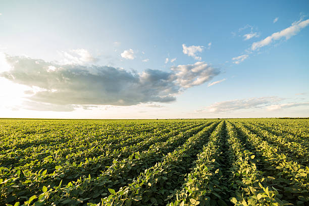 istock Green ripening soybean field, agricultural landscape 517511500