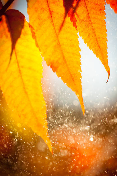 istock Colorful leaves during a summer rainstorm. 517512148