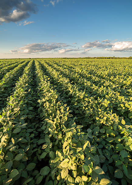 istock Green ripening soybean field, agricultural landscape 517512318