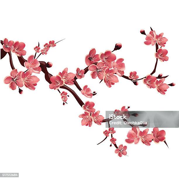 Branch Of Rose Blossoming Sakura Japanese Cherry Tree Stock Illustration - Download Image Now