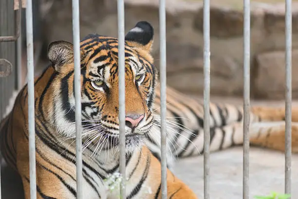 Photo of bengal tiger in cage, zoo