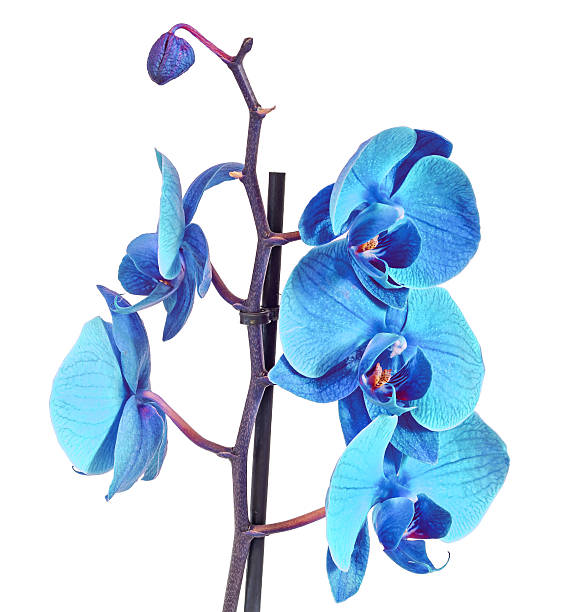 istock Blue branch orchid  flowers, Orchidaceae, Phal 517513090
