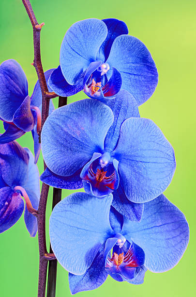 istock Blue branch orchid  flowers, Orchidaceae, Phalaenopsis 517513948