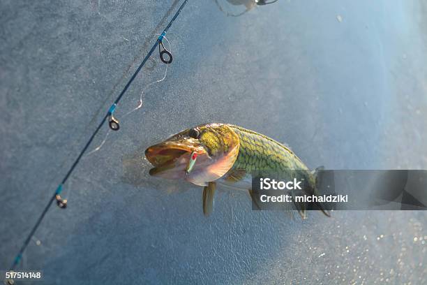 Pike On Ice Stock Photo - Download Image Now - Colors, Diminishing Perspective, Fish
