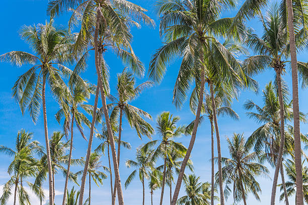 istock Palm trees on tropical island 517515236