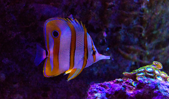 Butterflyfish in aquarium