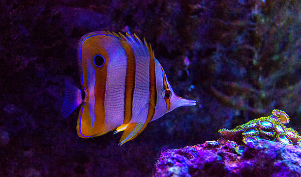 10+ Reef Butterflyfish Photos Stock Photos, Pictures & Royalty-Free ...