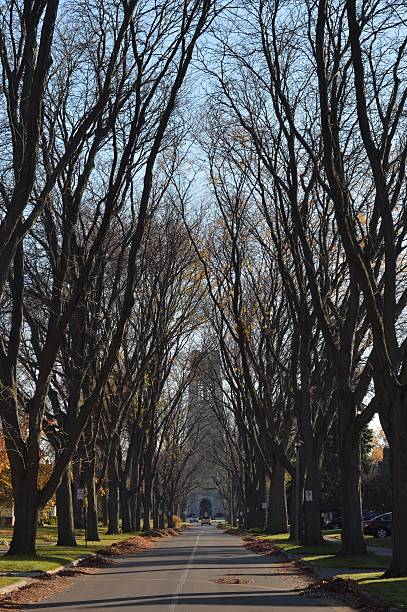 istock Towering trees after shedding their leaves 517516050