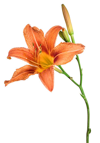 istock flowers lily isolated on a white background 517516745