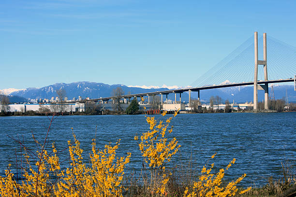 Spring Scenic Of Alex Fraser Bridge British Columbia Fraser River with Cable-Stayed Alex Fraser Bridge.  Snowcapped mountains in background. Wild yellow Forsythia in foreground. Serves Vancouver,Burnaby and New Westminster. new westminster stock pictures, royalty-free photos & images