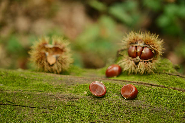 castagna bur - chestnut close up close to macro foto e immagini stock