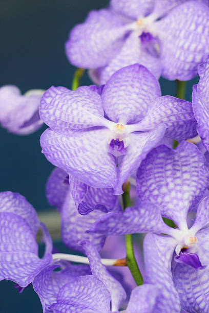 istock purple orchid vanda flowers 517517621