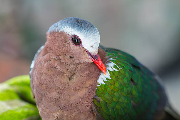 istock Emerald dove or Green Pigeon 517517770