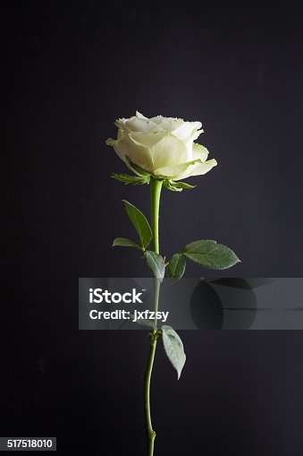 istock single beautiful white rose with black background 517518010