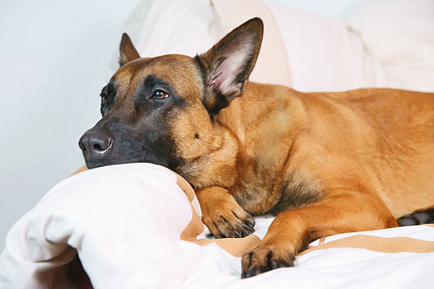 istock Belgian Shepherd dog Malinois lying on owner's bed 517518014