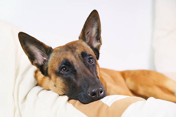 istock Belgian Shepherd dog Malinois lying on owner's bed 517518048