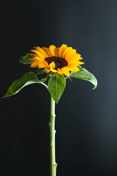 istock blooming sunflowers studio shot with black background 517518224