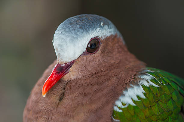 istock Emerald dove or Green Pigeon 517518230