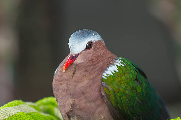 istock Emerald dove or Green Pigeon 517518336
