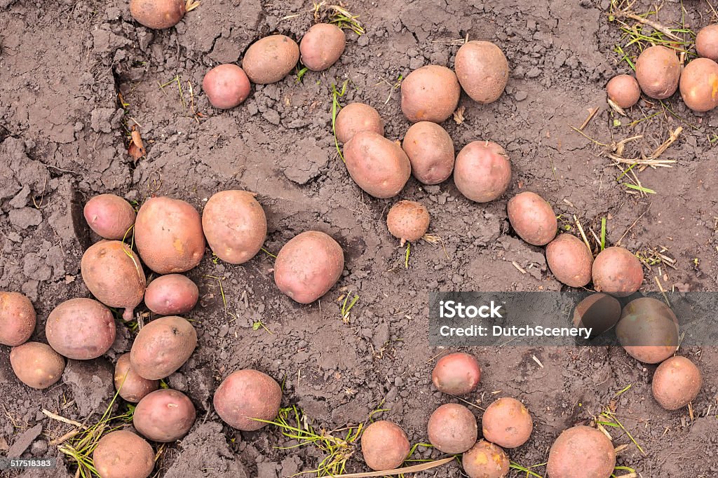 Farm field with ripe red potatoes Farm field with ripe red potatoes ready to harvest Agricultural Field Stock Photo