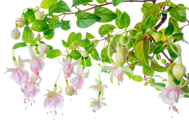 istock blossoming beautiful delicate white with pink fuchsia, isolated 517518511