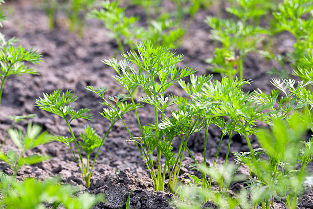 field avec carotte - plowed field field fruit vegetable photos et images de collection