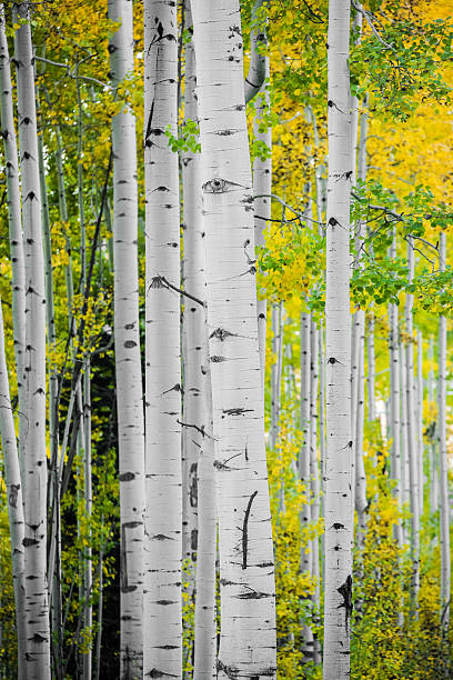 istock rocky mountain autumn landscape 517518679
