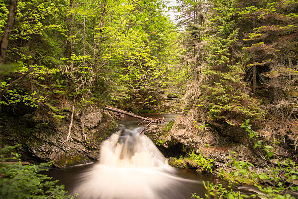 istock Landscape view of river and forest 517518942
