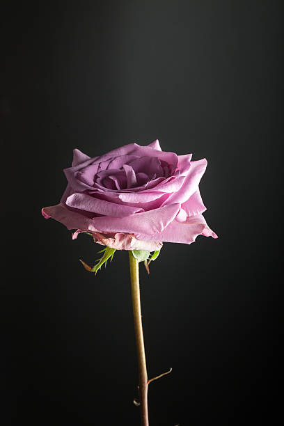A beautiful rose bloomed in the garden, a bokeh background. Gentle color of spring, the magic of nature. Shallow depth of focus.