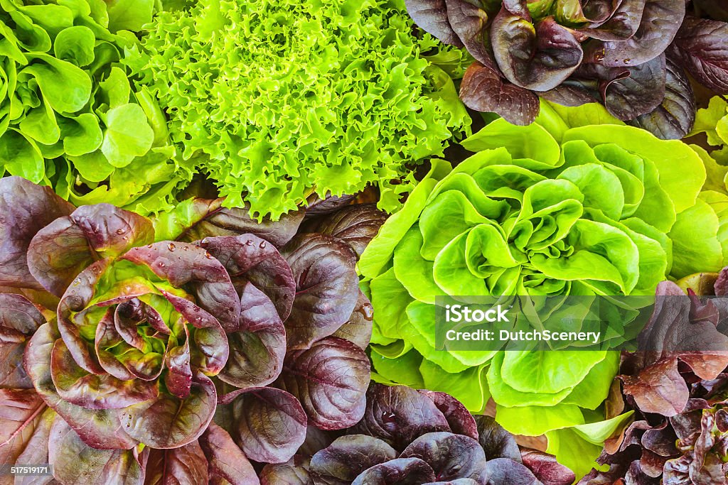 Various crops of fresh lettuce Various crops of fresh green and red lettuce Lettuce Stock Photo