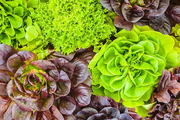 Photo of Various crops of fresh lettuce
