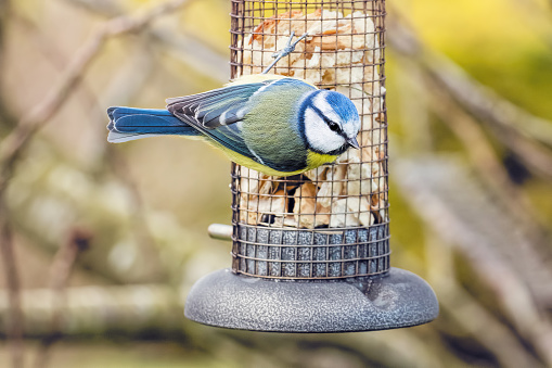 A blue tit bird on a garden bird feeder in home garden.