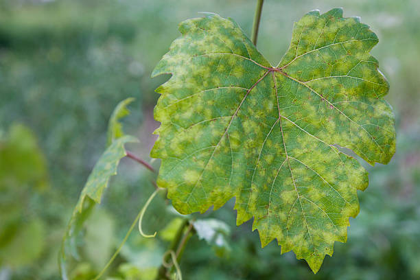 Grape leaf disease Closeup of vine grape leaf affected by Downy Mildew (Plasmopara vitikola) mildew stock pictures, royalty-free photos & images