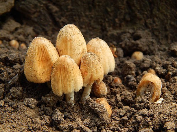 Mushroom perspective Coprinus micaceus mushroom on the ground. psathyrellaceae stock pictures, royalty-free photos & images