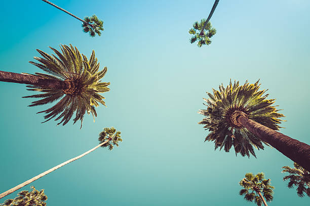 istock Redeo Los Angeles Palm Trees Vintage 517520076