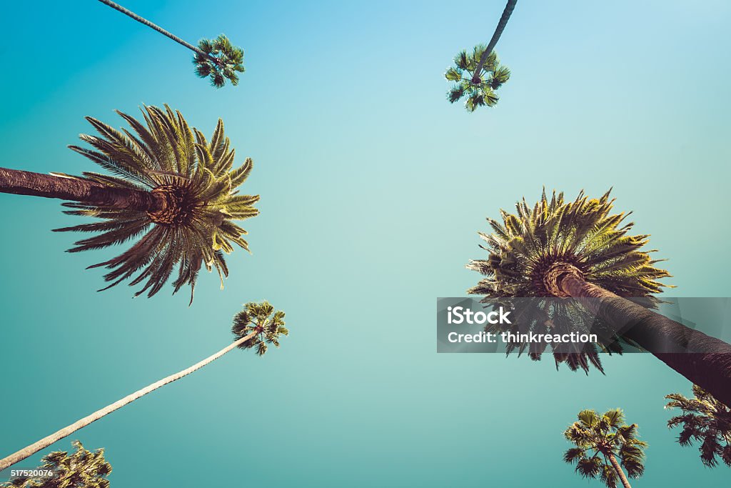 Redeo Los Angeles Palm Trees Vintage Redeo Los Angeles Vintge Palm Trees Vintage - clear summer skies California Stock Photo