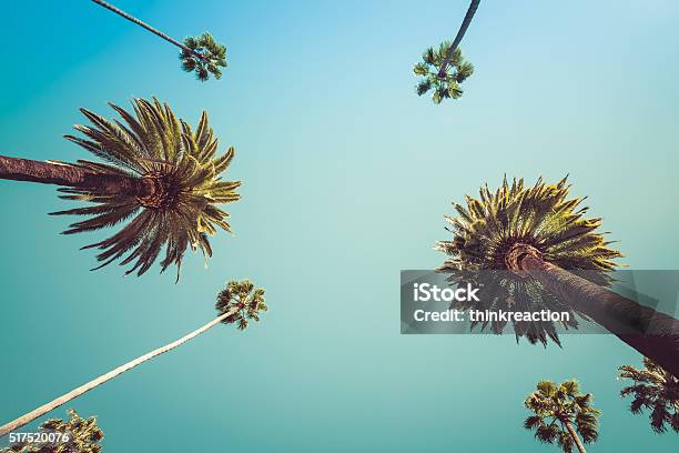 Redeo Los Angeles Palm Trees Vintage Stock Photo - Download Image Now - California, Horizontal, Nature