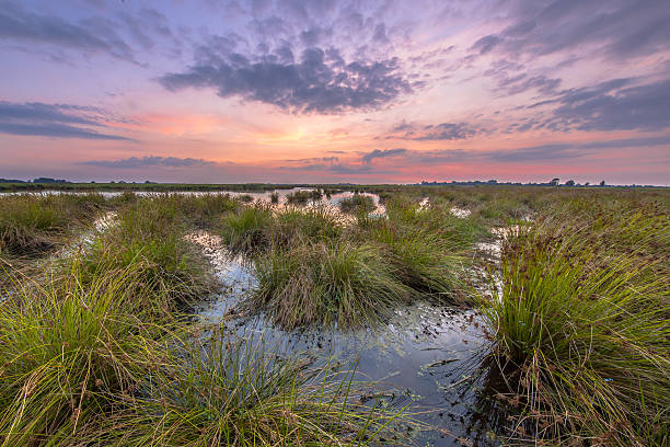 istock Pastel colored Wetland landscape 517520162