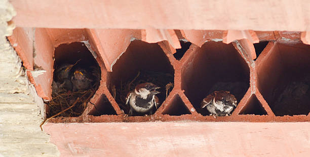 gorrión construir nest en un tejado - nes fotografías e imágenes de stock