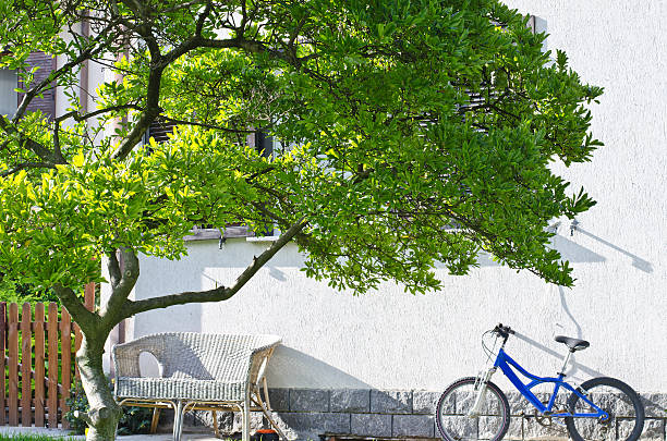 rower i tree - bicycle wall green single object zdjęcia i obrazy z banku zdjęć
