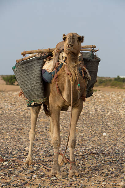 istock Camel on the beach in Morocco 517520461