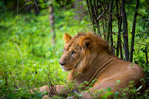 A lion (Panthera leo) laying down