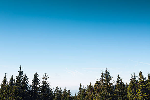 Pine Forest Treetops of evergreen trees. treetop stock pictures, royalty-free photos & images