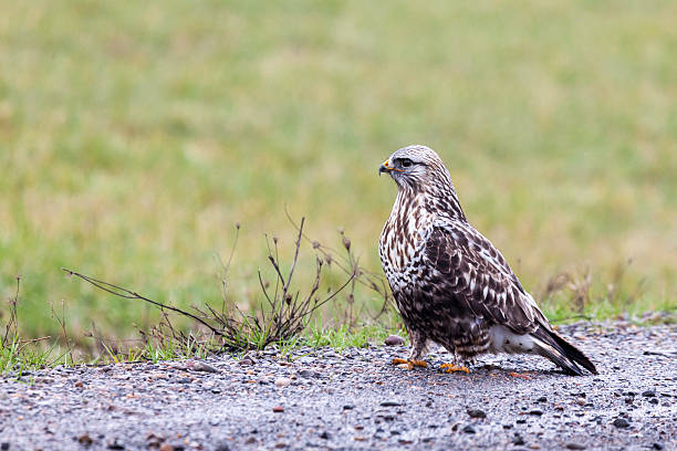 jogo-pernas hawk - rough legged hawk bird of prey hawk animals in the wild imagens e fotografias de stock