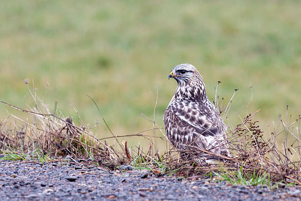 jogo-pernas hawk - rough legged hawk bird of prey hawk animals in the wild imagens e fotografias de stock