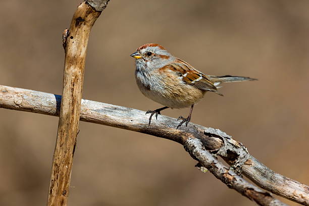 istock American Sparrow in a forest in Quebec. 517521046