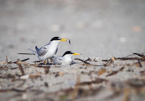 istock Least terns in mating ritual, with male presenting offering 517521824
